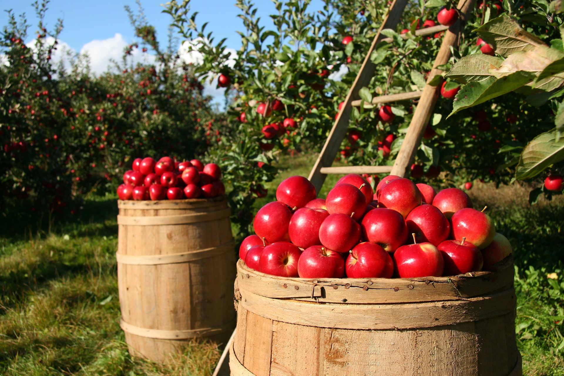 Fresh apples in the garden