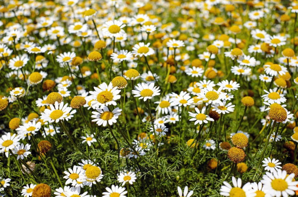 Top 13 Benefits Of Drinking Chamomile Tea For Skin & Health