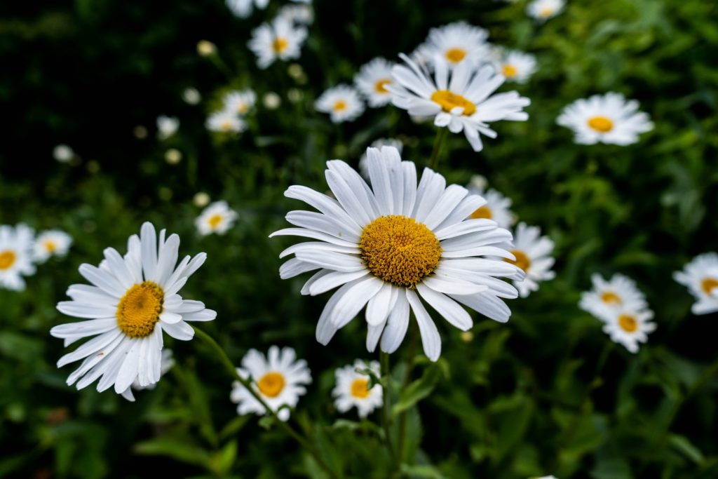 Top 13 Benefits Of Drinking Chamomile Tea For Skin & Health
