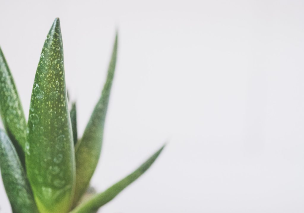 6 Homemade Hair Masks For Curly Hair To Keep It Healthy